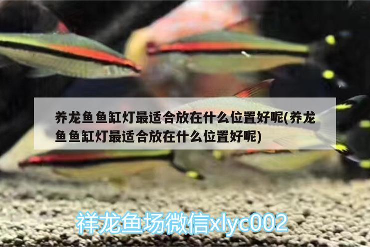 養(yǎng)龍魚(yú)魚(yú)缸燈最適合放在什么位置好呢(養(yǎng)龍魚(yú)魚(yú)缸燈最適合放在什么位置好呢)