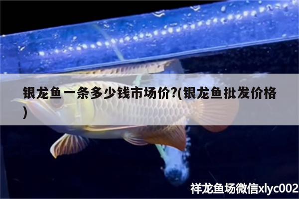 銀龍魚一條多少錢市場價?(銀龍魚批發(fā)價格)