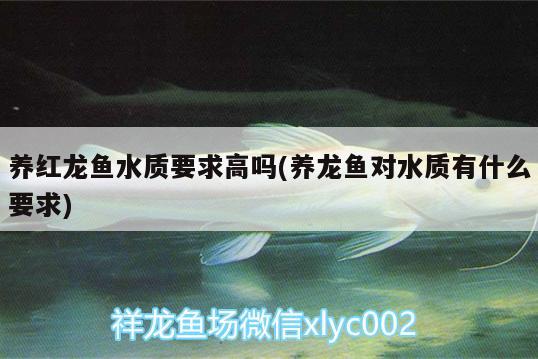 養(yǎng)紅龍魚水質(zhì)要求高嗎(養(yǎng)龍魚對(duì)水質(zhì)有什么要求)