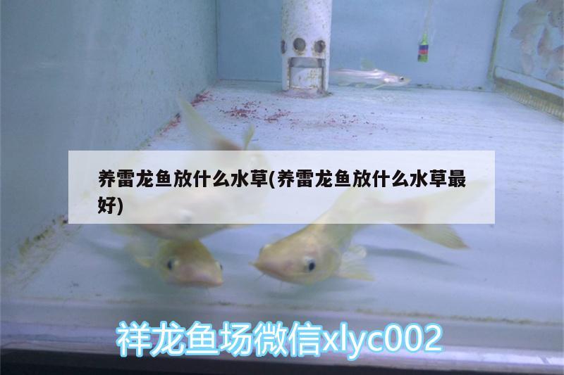 養(yǎng)雷龍魚放什么水草(養(yǎng)雷龍魚放什么水草最好) 水草