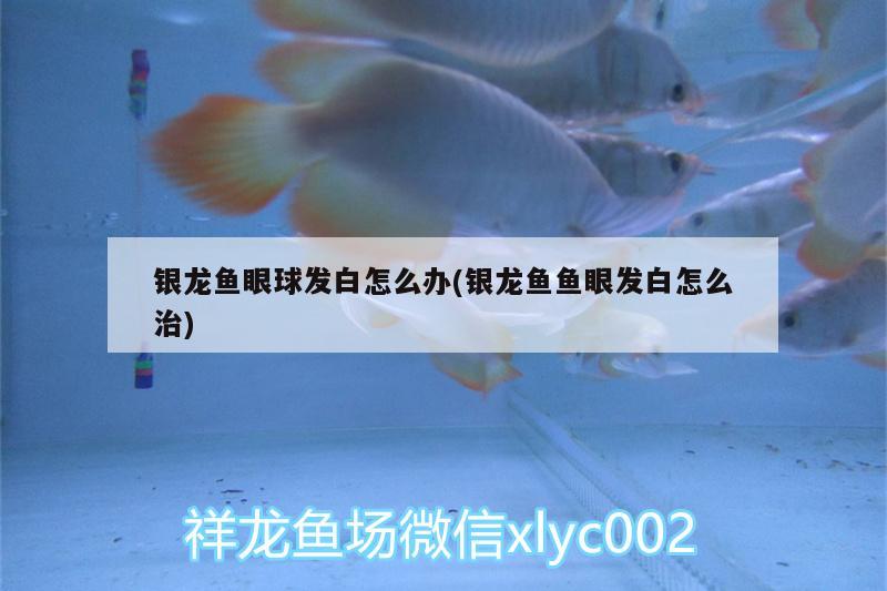 銀龍魚(yú)眼球發(fā)白怎么辦(銀龍魚(yú)魚(yú)眼發(fā)白怎么治) 銀龍魚(yú)