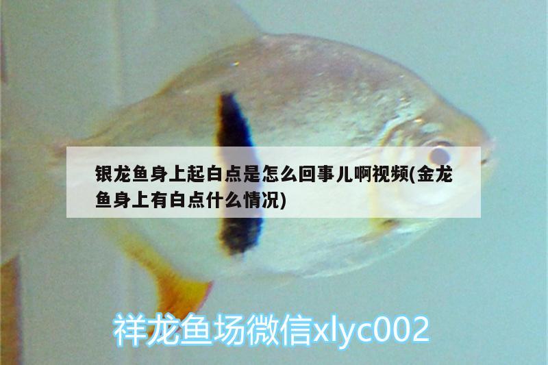 銀龍魚身上起白點是怎么回事兒啊視頻(金龍魚身上有白點什么情況)