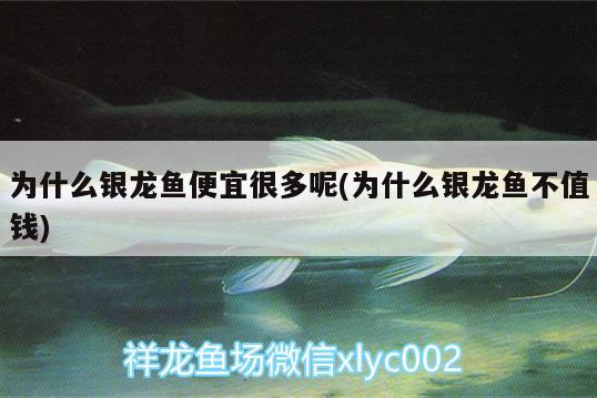 為什么銀龍魚便宜很多呢(為什么銀龍魚不值錢) 銀龍魚