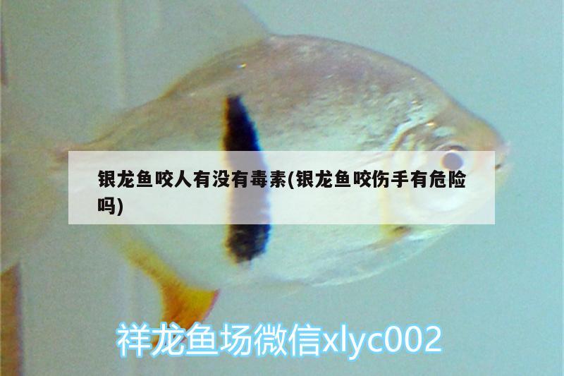 銀龍魚咬人有沒有毒素(銀龍魚咬傷手有危險(xiǎn)嗎) 銀龍魚