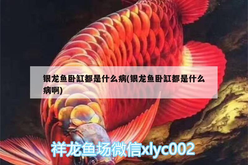 銀龍魚臥缸都是什么病(銀龍魚臥缸都是什么病啊) 銀龍魚