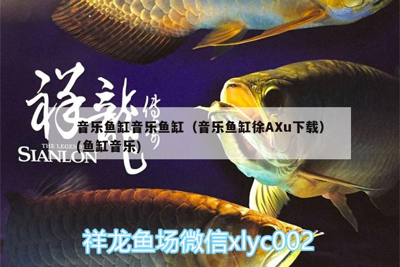 音樂魚缸音樂魚缸（音樂魚缸徐AXu下載）(魚缸音樂) 高背金龍魚