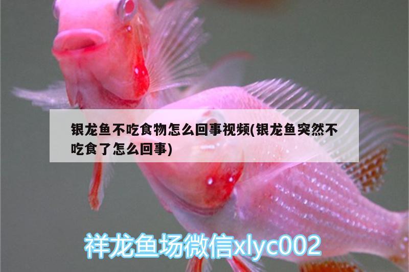 銀龍魚不吃食物怎么回事視頻(銀龍魚突然不吃食了怎么回事)