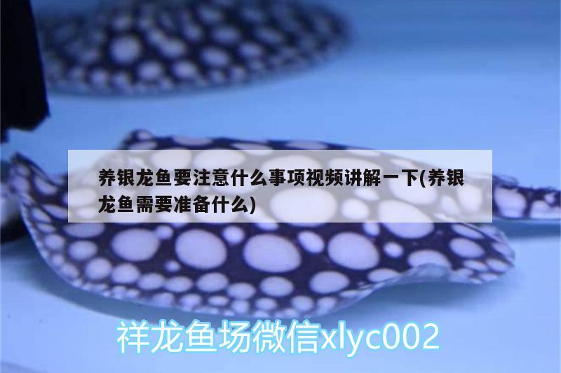 養(yǎng)銀龍魚要注意什么事項視頻講解一下(養(yǎng)銀龍魚需要準備什么) 銀龍魚百科