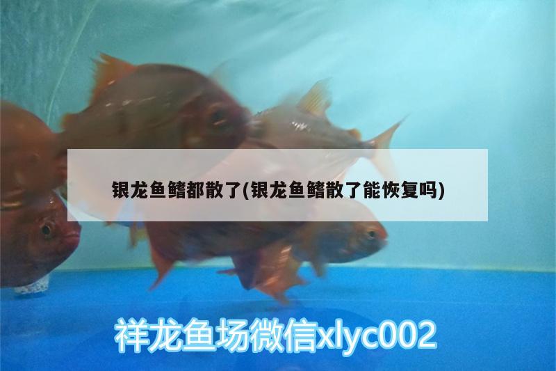 銀龍魚鰭都散了(銀龍魚鰭散了能恢復嗎) 銀龍魚百科