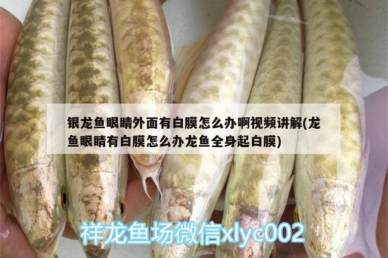 銀龍魚眼睛外面有白膜怎么辦啊視頻講解(龍魚眼睛有白膜怎么辦龍魚全身起白膜)