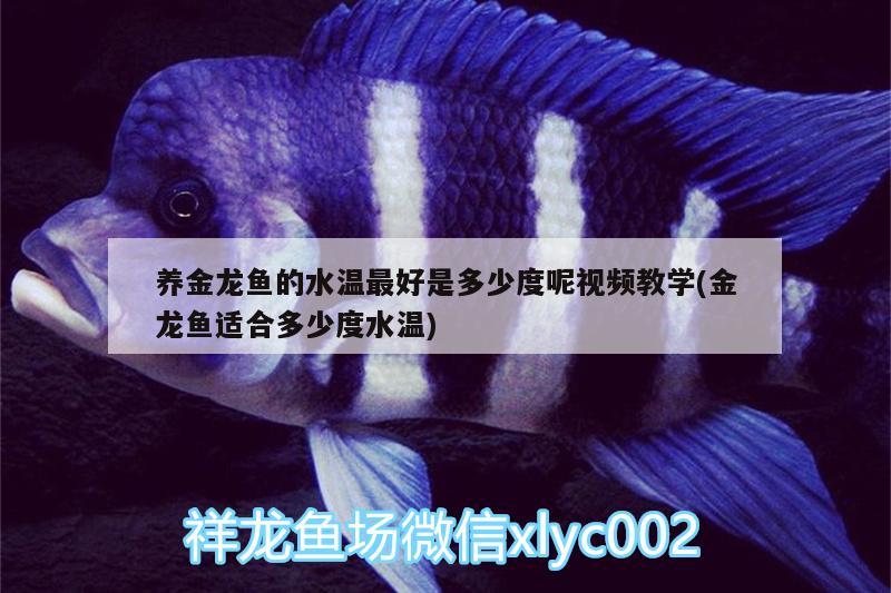 養(yǎng)金龍魚(yú)的水溫最好是多少度呢視頻教學(xué)(金龍魚(yú)適合多少度水溫) 招財(cái)戰(zhàn)船魚(yú)