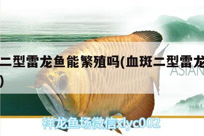 血斑二型雷龍魚能繁殖嗎(血斑二型雷龍能長多大)