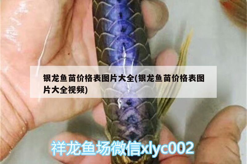 銀龍魚苗價格表圖片大全(銀龍魚苗價格表圖片大全視頻) 銀龍魚百科