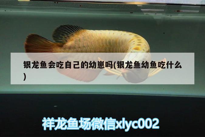 銀龍魚會(huì)吃自己的幼崽嗎(銀龍魚幼魚吃什么) 銀龍魚