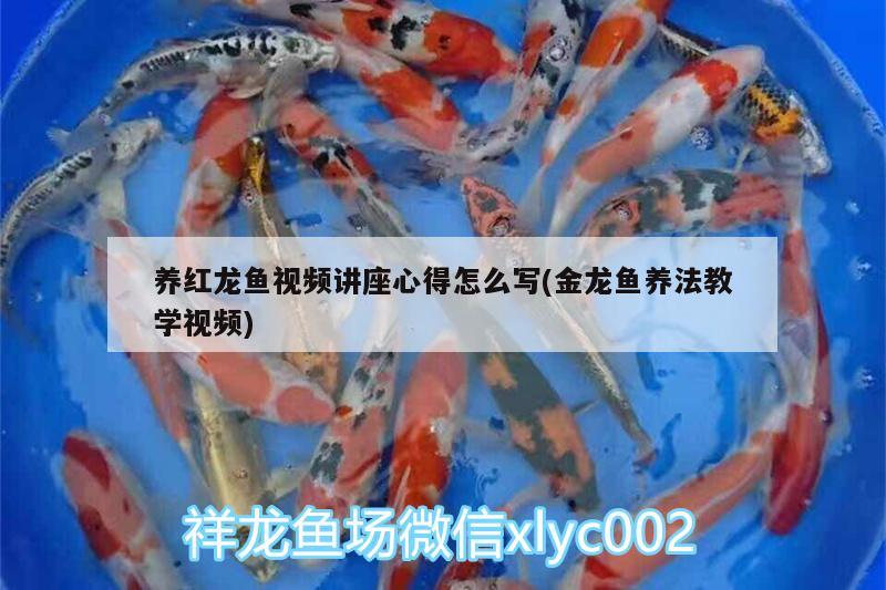 養(yǎng)紅龍魚視頻講座心得怎么寫(金龍魚養(yǎng)法教學(xué)視頻) 魚糧魚藥