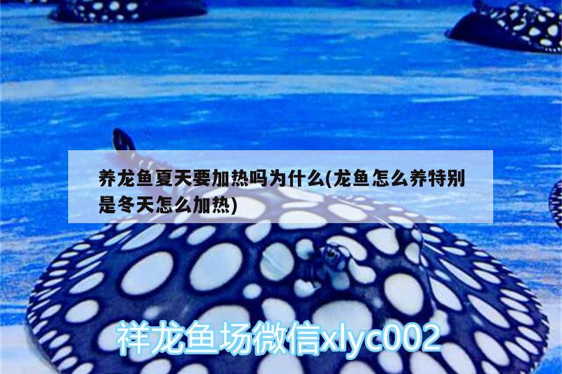 養(yǎng)龍魚夏天要加熱嗎為什么(龍魚怎么養(yǎng)特別是冬天怎么加熱)