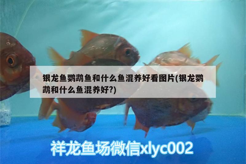 銀龍魚鸚鵡魚和什么魚混養(yǎng)好看圖片(銀龍鸚鵡和什么魚混養(yǎng)好?)