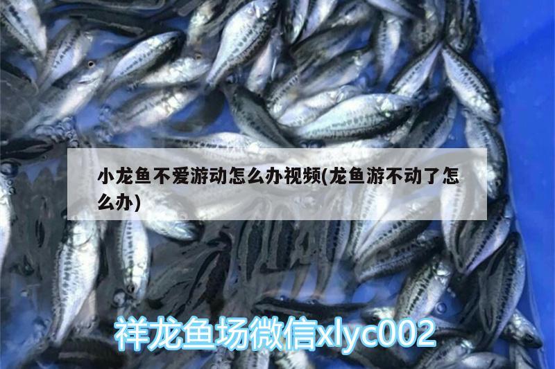 小龍魚不愛游動怎么辦視頻(龍魚游不動了怎么辦) 過背金龍魚