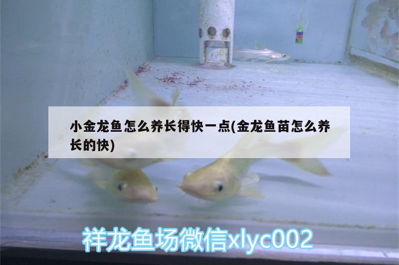 小金龍魚怎么養(yǎng)長得快一點(金龍魚苗怎么養(yǎng)長的快) 非洲象鼻魚