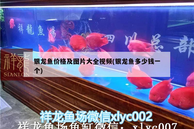 銀龍魚價(jià)格及圖片大全視頻(銀龍魚多少錢一個(gè))