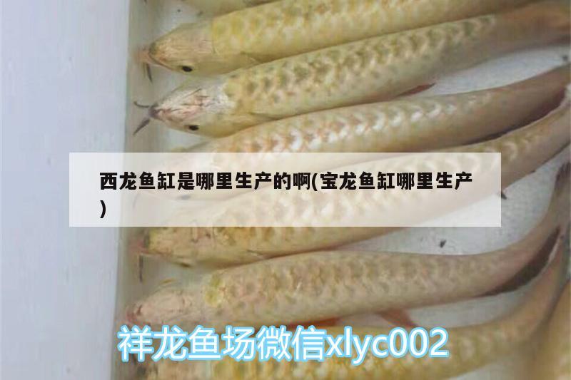 西龍魚缸是哪里生產(chǎn)的啊(寶龍魚缸哪里生產(chǎn)) 觀賞魚百科