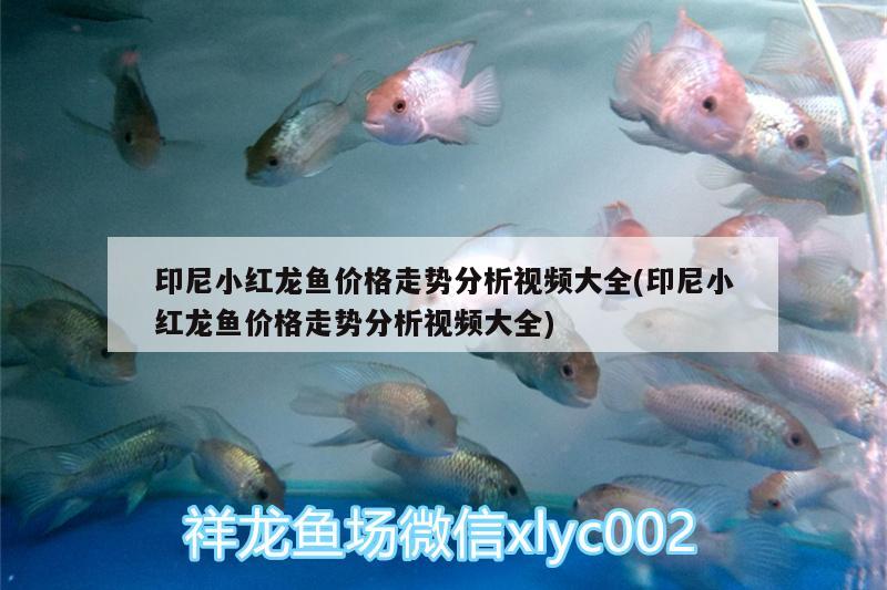 印尼小紅龍魚價格走勢分析視頻大全(印尼小紅龍魚價格走勢分析視頻大全) 印尼小紅龍