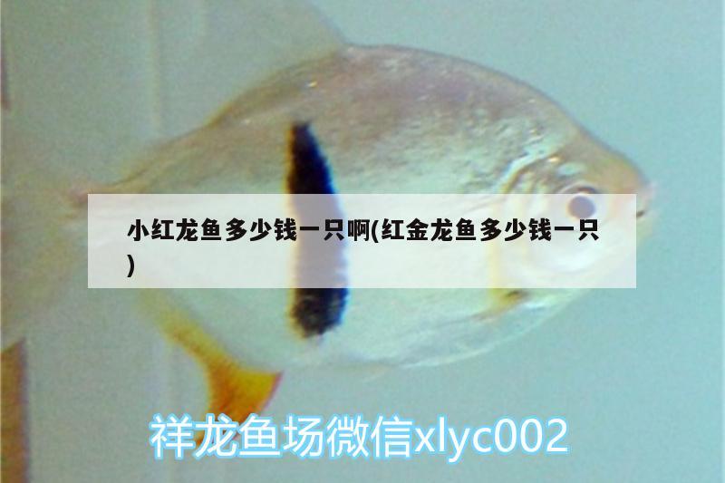 小紅龍魚多少錢一只啊(紅金龍魚多少錢一只)