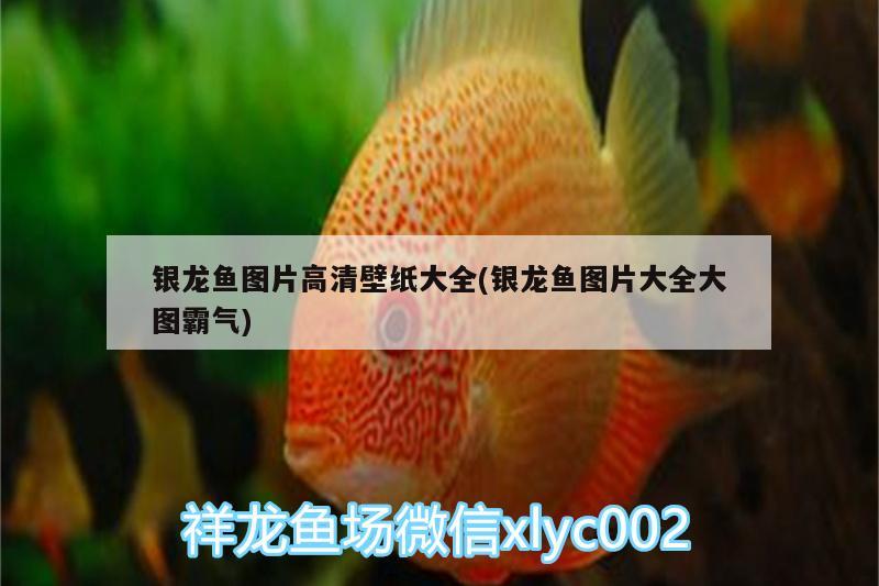 銀龍魚圖片高清壁紙大全(銀龍魚圖片大全大圖霸氣) 銀龍魚