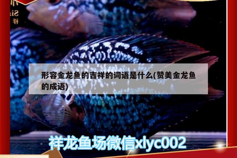 形容金龍魚的吉祥的詞語是什么(贊美金龍魚的成語)