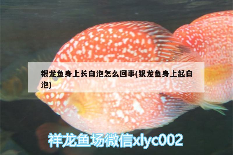 銀龍魚身上長白泡怎么回事(銀龍魚身上起白泡)