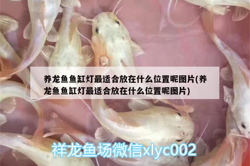 養(yǎng)龍魚魚缸燈最適合放在什么位置呢圖片(養(yǎng)龍魚魚缸燈最適合放在什么位置呢圖片) 黑白雙星魚