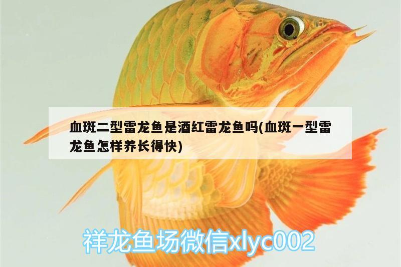 血斑二型雷龍魚(yú)是酒紅雷龍魚(yú)嗎(血斑一型雷龍魚(yú)怎樣養(yǎng)長(zhǎng)得快) 魚(yú)缸/水族箱