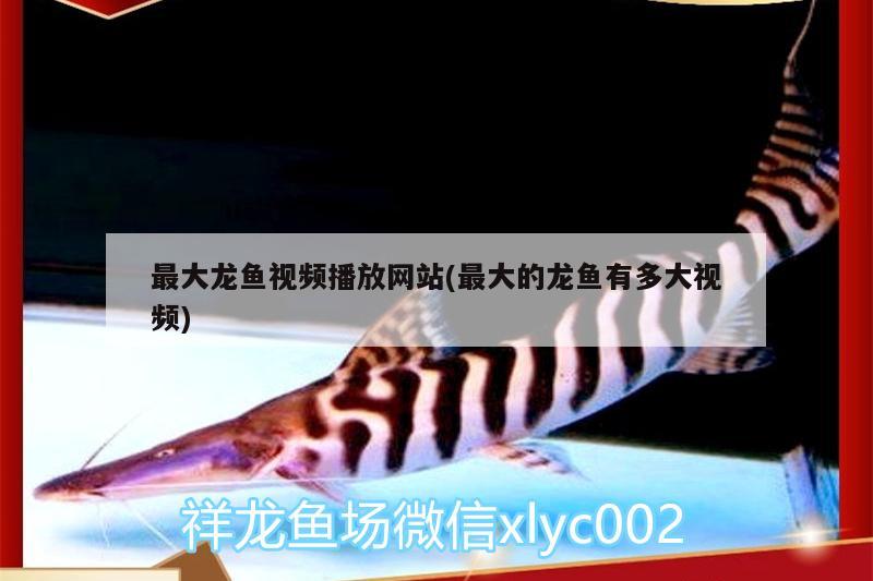 最大龍魚視頻播放網(wǎng)站(最大的龍魚有多大視頻)