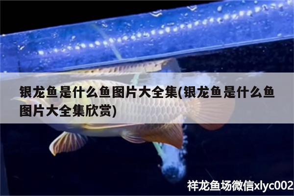 銀龍魚是什么魚圖片大全集(銀龍魚是什么魚圖片大全集欣賞)