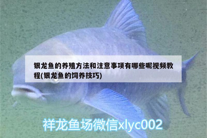 銀龍魚的養(yǎng)殖方法和注意事項(xiàng)有哪些呢視頻教程(銀龍魚的飼養(yǎng)技巧) 銀龍魚