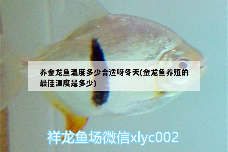 養(yǎng)金龍魚溫度多少合適呀冬天(金龍魚養(yǎng)殖的最佳溫度是多少)