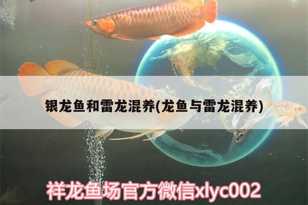 銀龍魚和雷龍混養(yǎng)(龍魚與雷龍混養(yǎng)) 銀龍魚