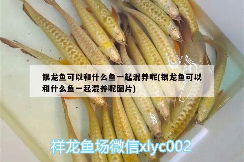 銀龍魚可以和什么魚一起混養(yǎng)呢(銀龍魚可以和什么魚一起混養(yǎng)呢圖片)