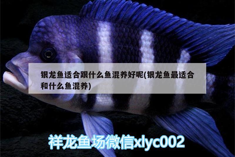 銀龍魚適合跟什么魚混養(yǎng)好呢(銀龍魚最適合和什么魚混養(yǎng)) 銀龍魚