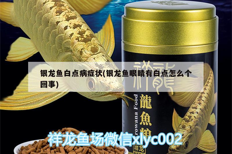 銀龍魚白點(diǎn)病癥狀(銀龍魚眼睛有白點(diǎn)怎么個(gè)回事) 銀龍魚百科