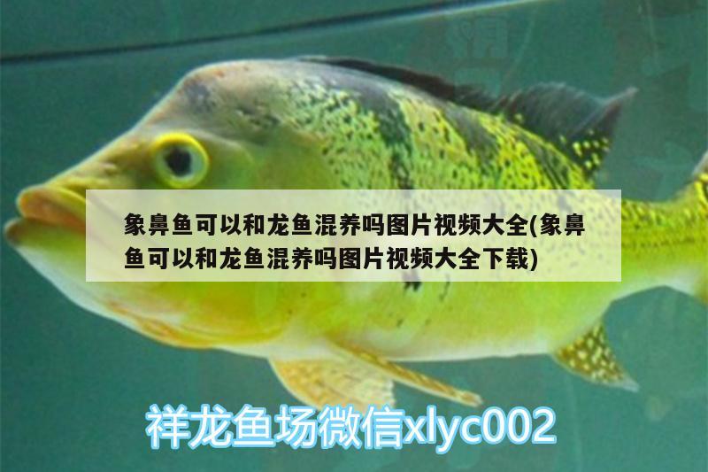 象鼻魚可以和龍魚混養(yǎng)嗎圖片視頻大全(象鼻魚可以和龍魚混養(yǎng)嗎圖片視頻大全下載) 三間鼠魚