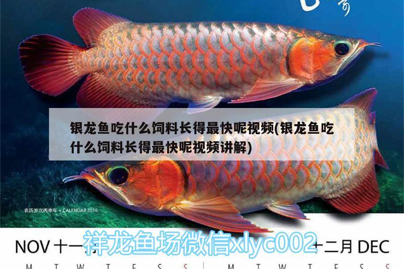 銀龍魚吃什么飼料長得最快呢視頻(銀龍魚吃什么飼料長得最快呢視頻講解) 銀龍魚