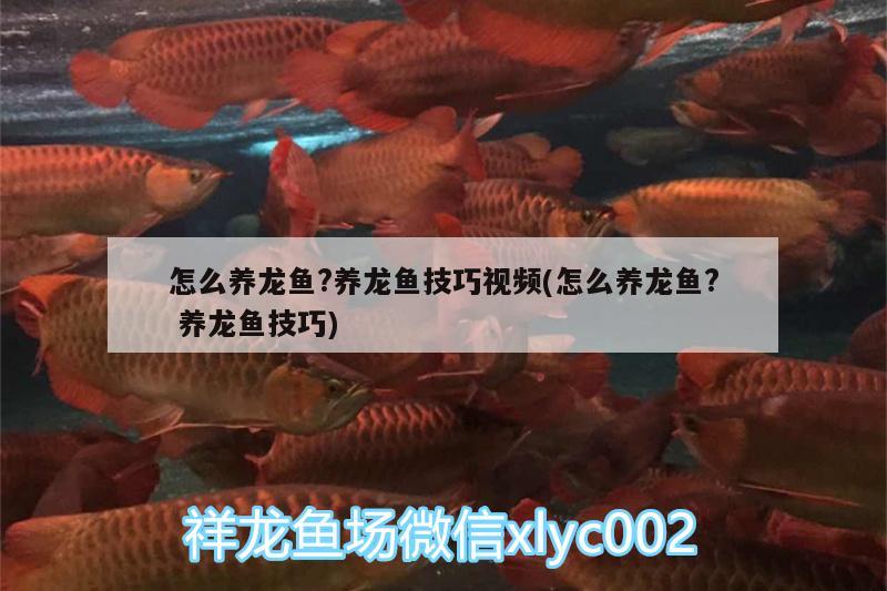 怎么養(yǎng)龍魚?養(yǎng)龍魚技巧視頻(怎么養(yǎng)龍魚?養(yǎng)龍魚技巧) 喂食器