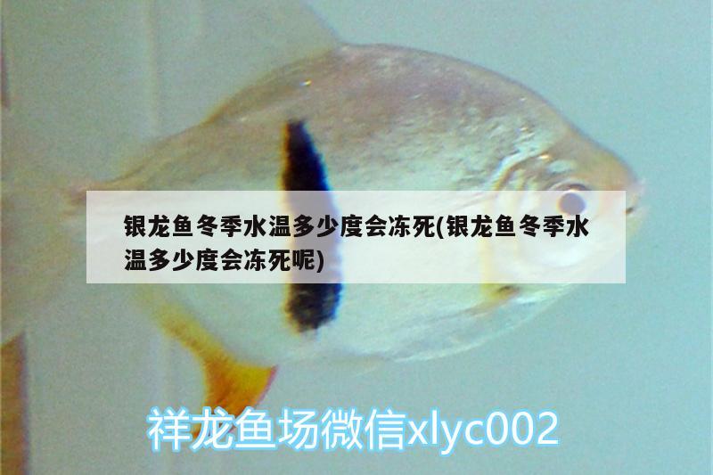 銀龍魚(yú)冬季水溫多少度會(huì)凍死(銀龍魚(yú)冬季水溫多少度會(huì)凍死呢)