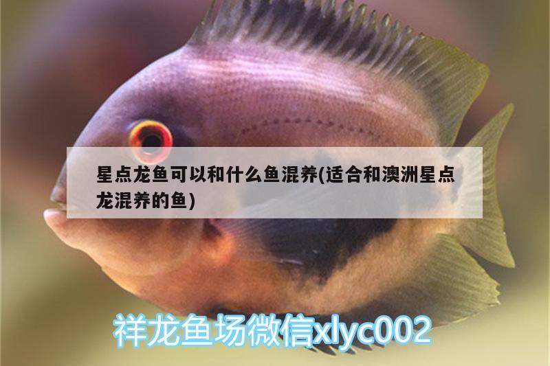 星點(diǎn)龍魚可以和什么魚混養(yǎng)(適合和澳洲星點(diǎn)龍混養(yǎng)的魚) 黃鰭鯧魚