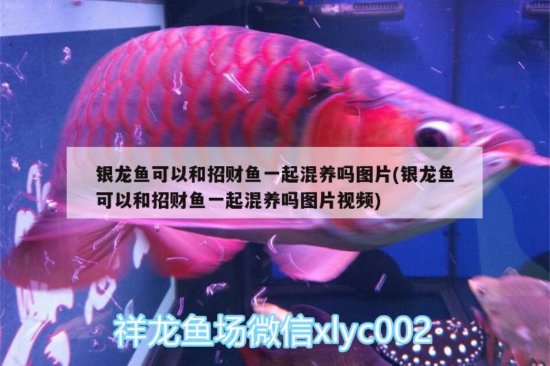 銀龍魚可以和招財魚一起混養(yǎng)嗎圖片(銀龍魚可以和招財魚一起混養(yǎng)嗎圖片視頻) 銀龍魚百科