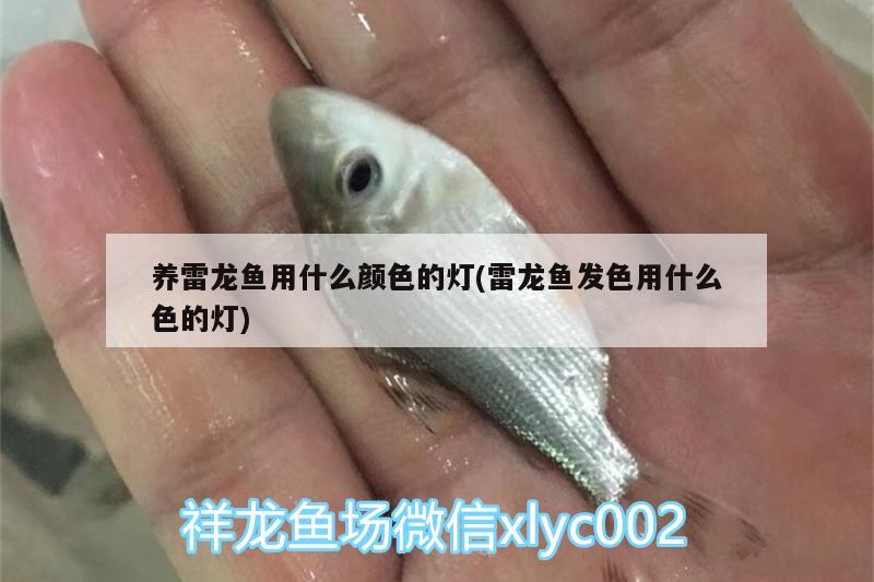 養(yǎng)雷龍魚用什么顏色的燈(雷龍魚發(fā)色用什么色的燈)