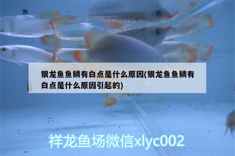 銀龍魚魚鱗有白點是什么原因(銀龍魚魚鱗有白點是什么原因引起的)