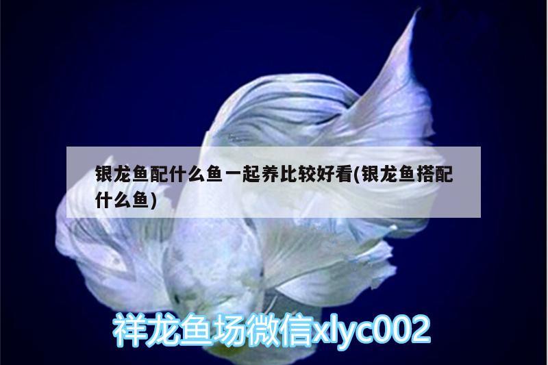 銀龍魚(yú)配什么魚(yú)一起養(yǎng)比較好看(銀龍魚(yú)搭配什么魚(yú)) 銀龍魚(yú)