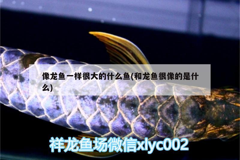 像龍魚一樣很大的什么魚(和龍魚很像的是什么) 古典過背金龍魚